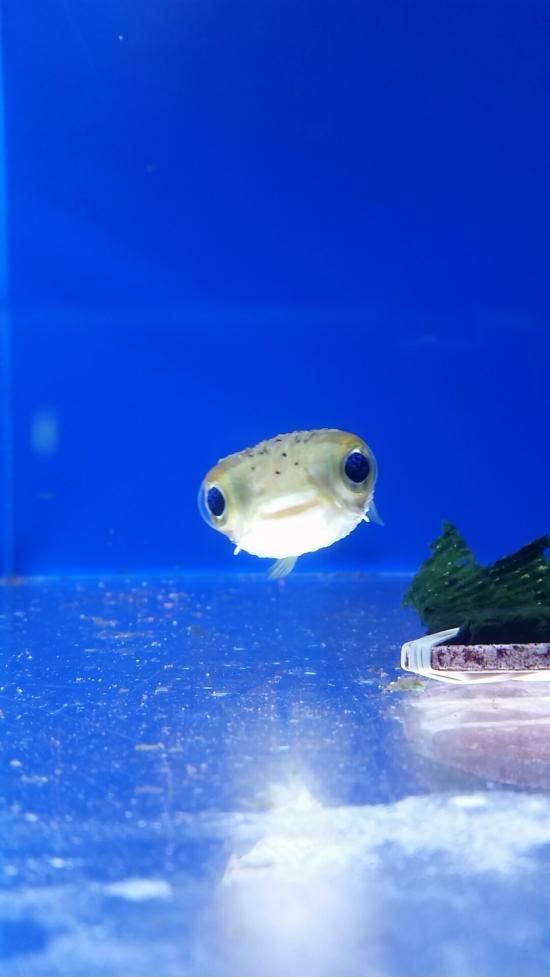 Adorable fish
