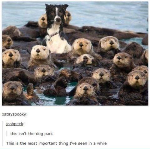 He should get otter there
