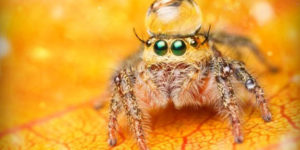 Cute spider wearing a droplet as a hat