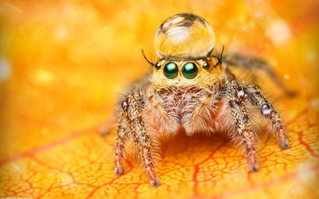 Cute spider wearing a droplet as a hat