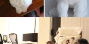 This company makes plush toy copies of your pets