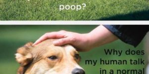 Dog Shower Thoughts