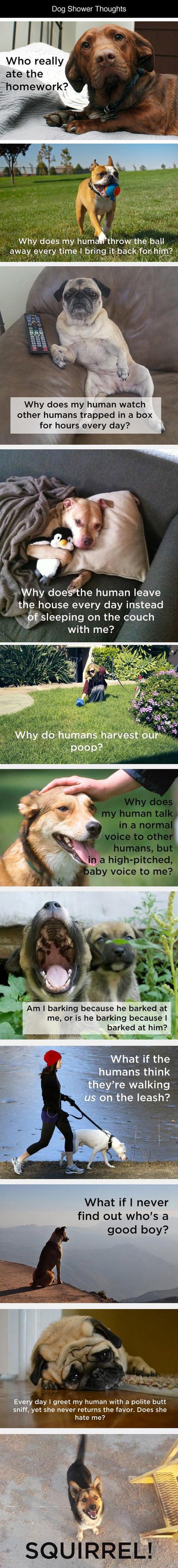 Dog Shower Thoughts