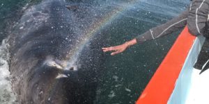 Baby whale initiates a rare transfer of rainbow power with human