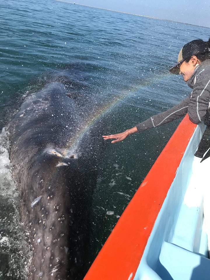 Baby whale initiates a rare transfer of rainbow power with human
