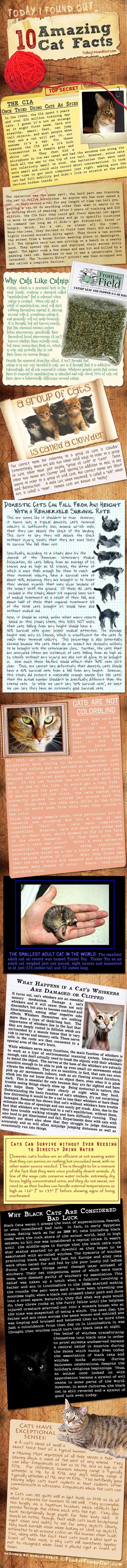 10 Amazing Cat Facts.