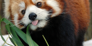 Red pandas are pretty cute.