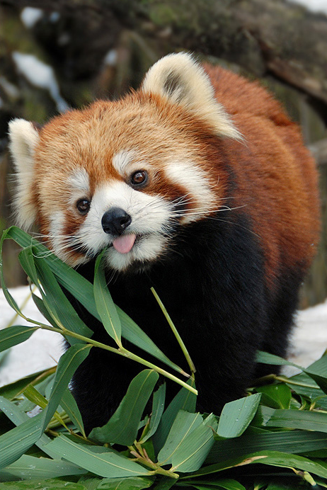 Red pandas are pretty cute.