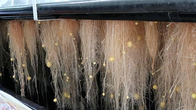 Potatoes being grown in air