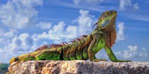 The Common Iguana is a majestic creature.