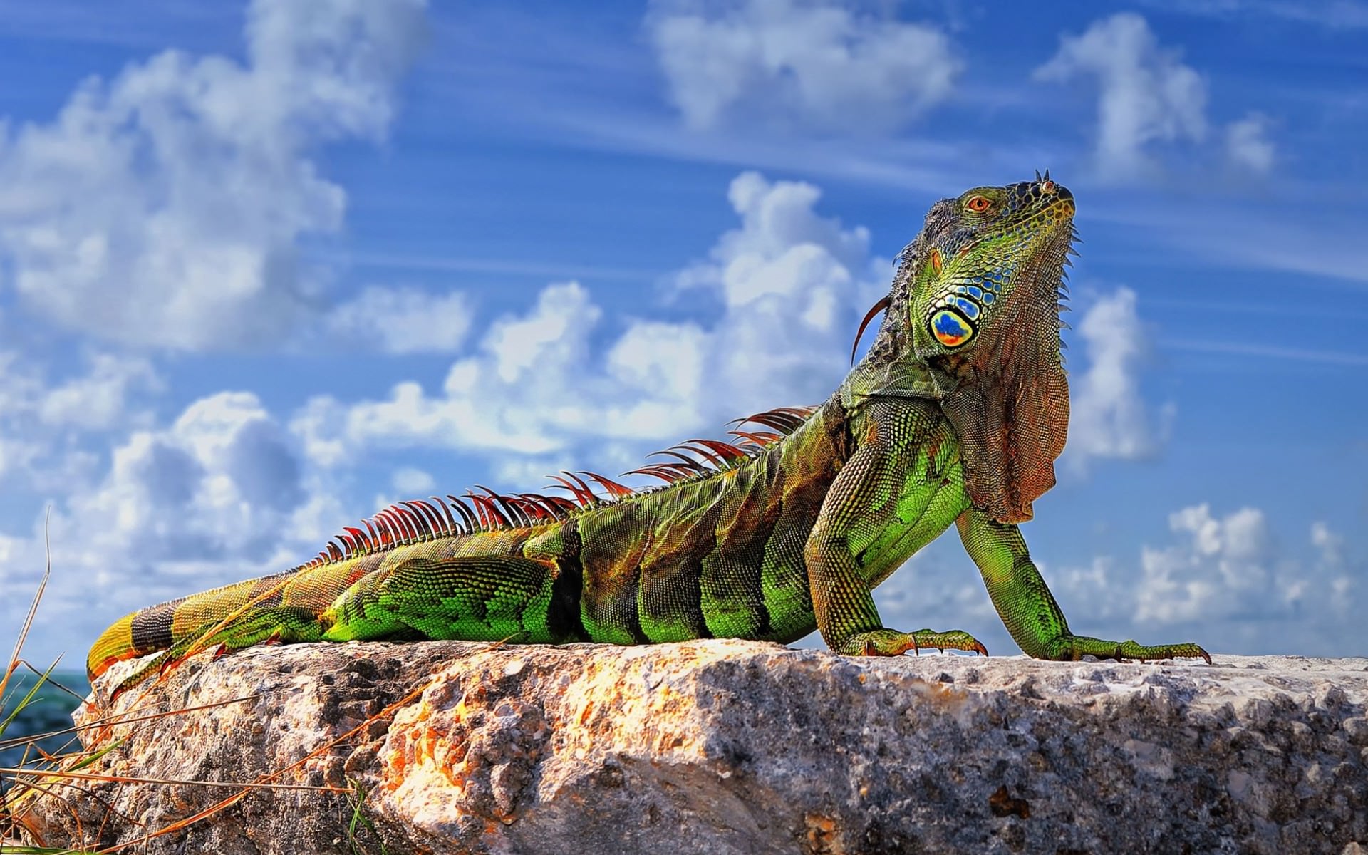 The Common Iguana is a majestic creature.