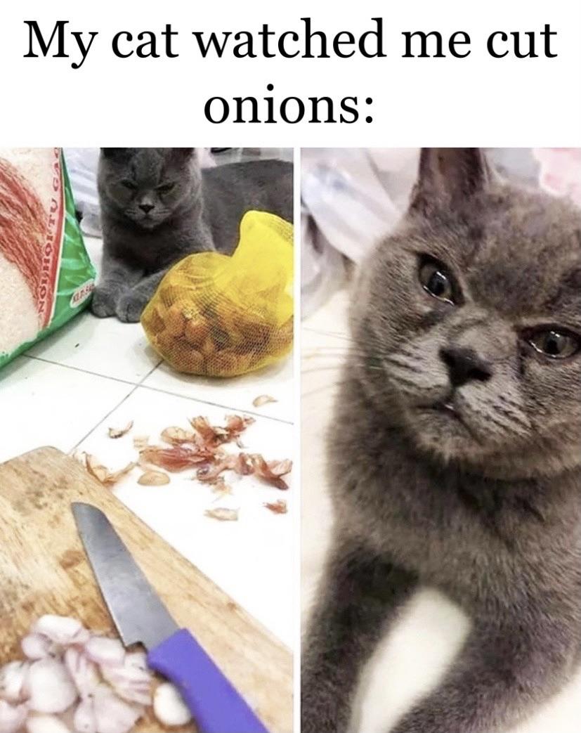 Onions make me feel things... - Gato, probably.