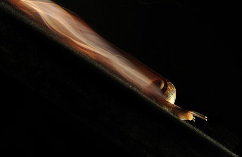 Long exposure of a snail...