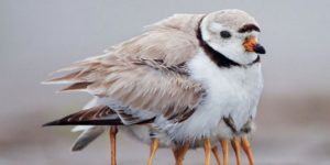 Piping Plover and chicks.