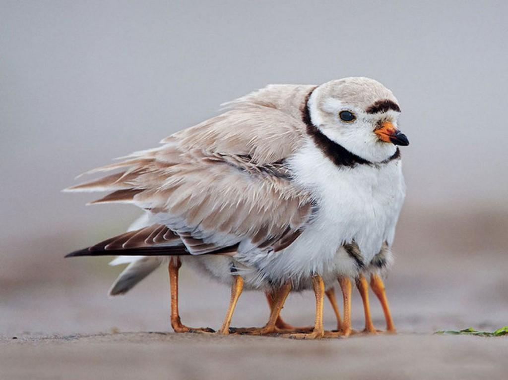 Piping Plover and chicks.