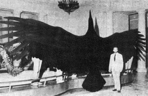 Argentavis Magnificens. The bird with the 30 foot wingspan.