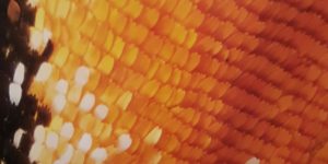 Close up macro shot of a butterfly wing.