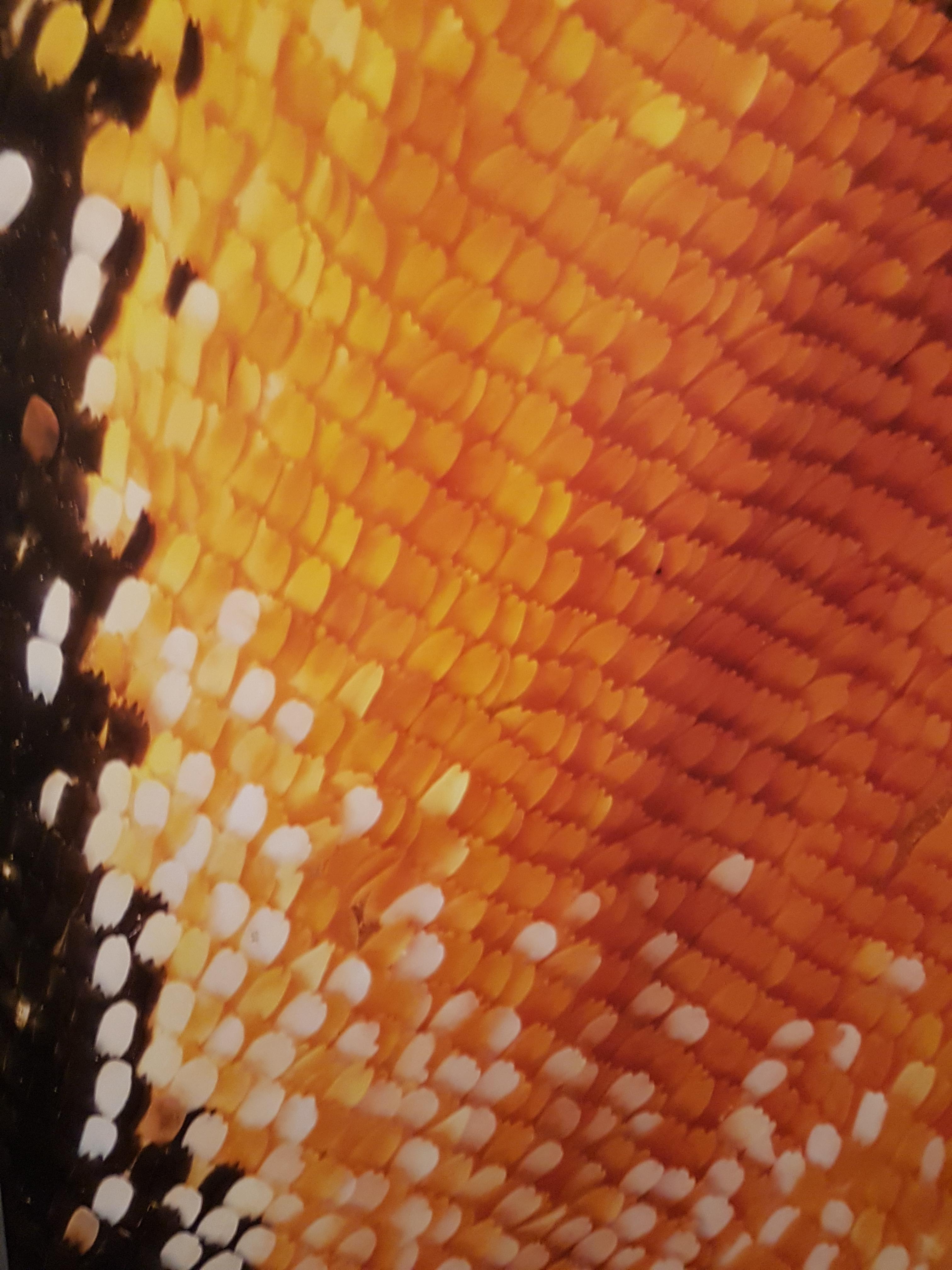 Close up macro shot of a butterfly wing.