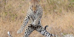 I got the moves like jaguar.