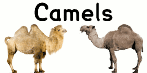 camels