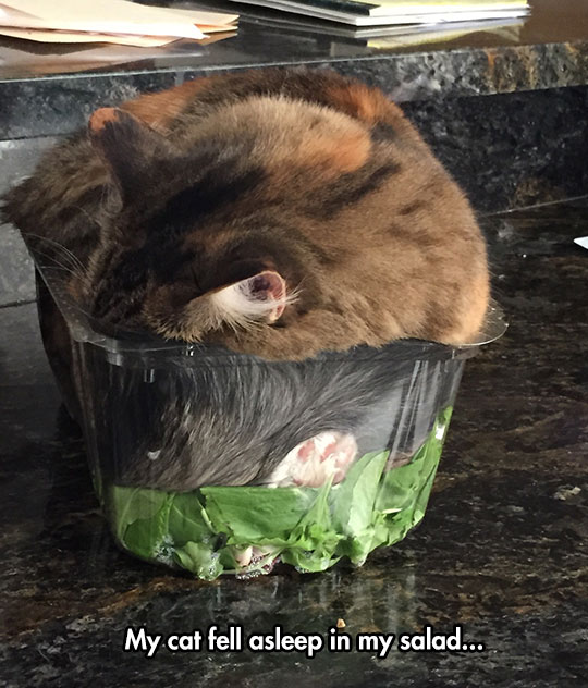 Such A Cozy Salad