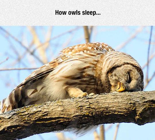 Good night, sweet owl.
