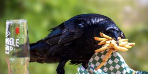 When I’m reincarnated as a crow…