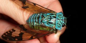 Cicadas are beautiful.