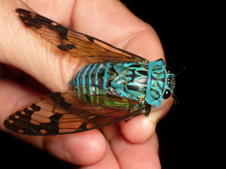 Cicadas are beautiful.