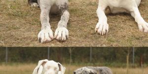 A dog’s seeing eye dog.