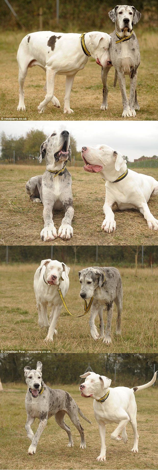 A dog's seeing eye dog.