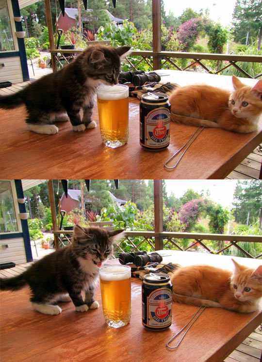 Kitties first drink.