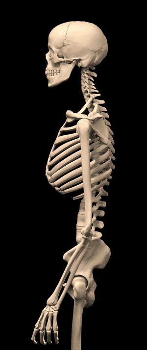 Changes in the skeleton of those who do not hold their posture.