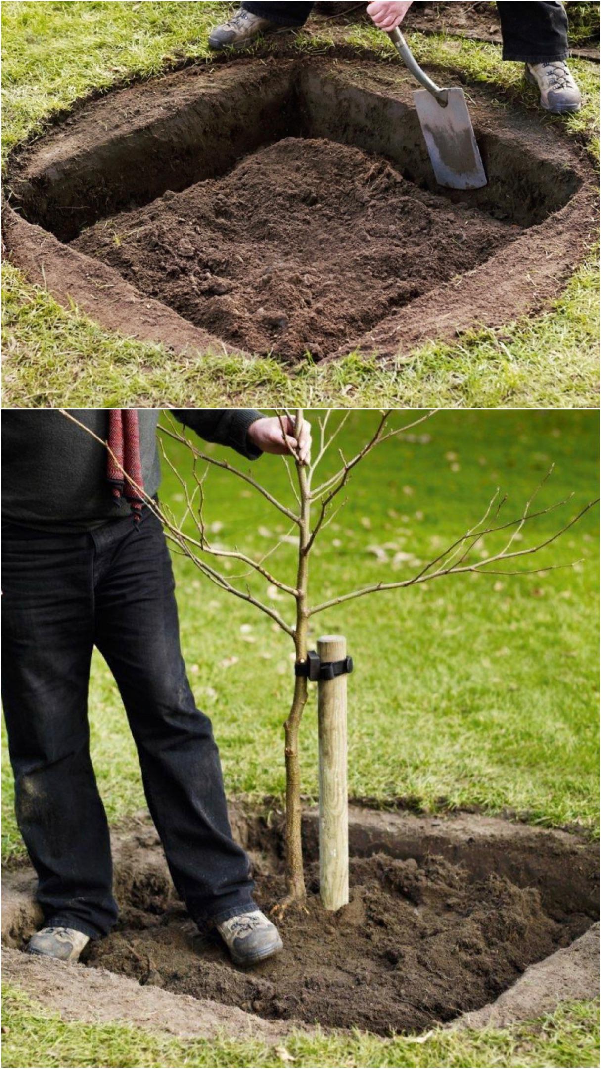 PSA: Planting trees in square holes helps them grow stronger and faster, apparently.