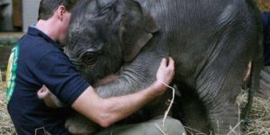 Comforting a baby elephant.