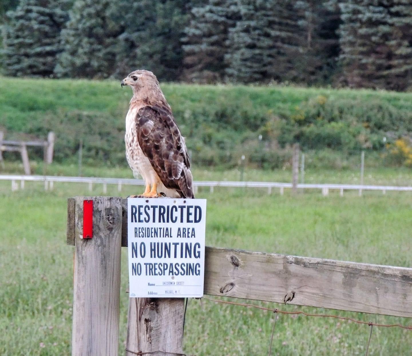 Birds whom can't read.