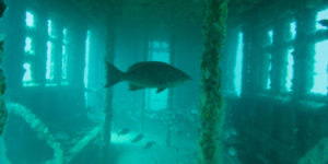 Over 2,500 retired MTA subway cars have been dumped into the Atlantic Ocean to create artificial reefs for fish