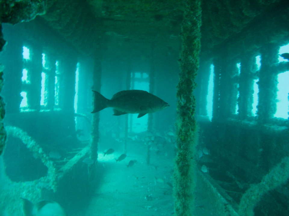 Over 2,500 retired MTA subway cars have been dumped into the Atlantic Ocean to create artificial reefs for fish