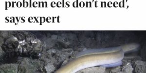 The eels have had enough!