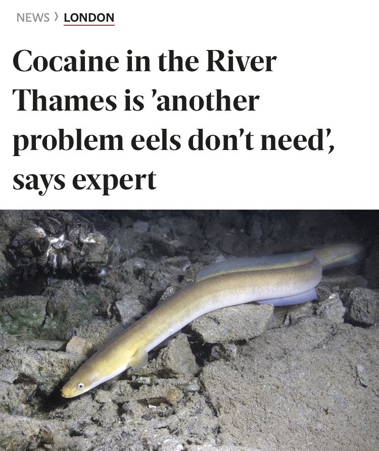 The eels have had enough! 