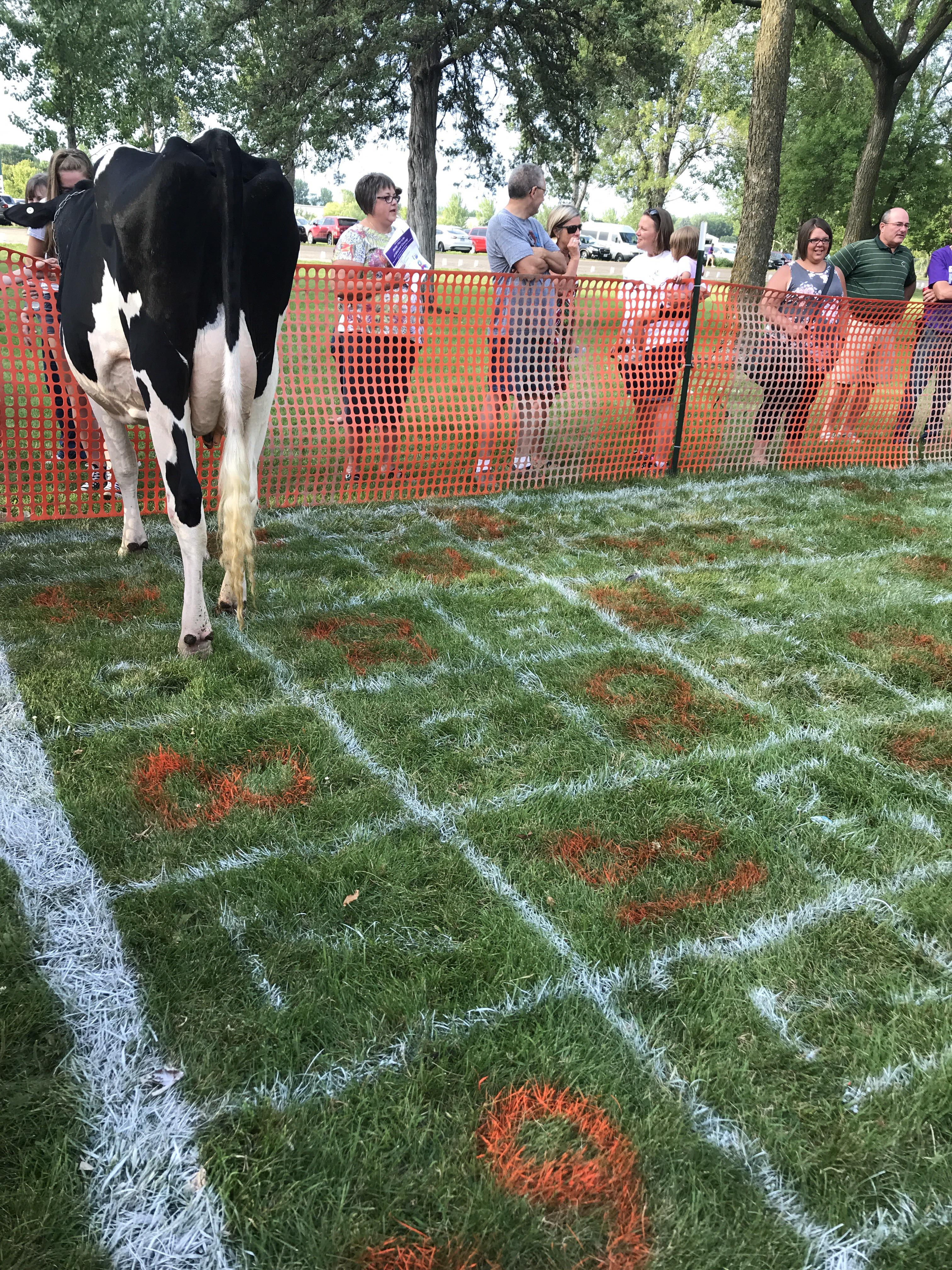 Bingo with cows and greenhouse gasses. 