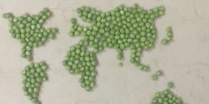 Surrender to World Peas[e]