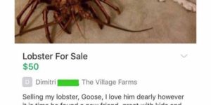 Lobster fur sale.