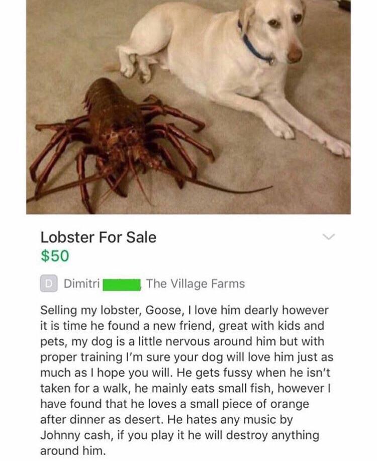 Lobster fur sale.