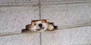 All in all it’s just another bork in the wall