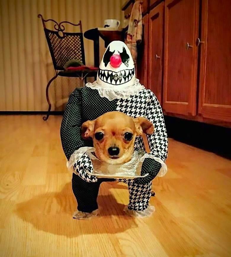 Headless pupper all ready for Halloween.