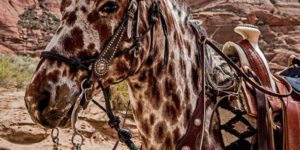 An Leopard Appaloosa