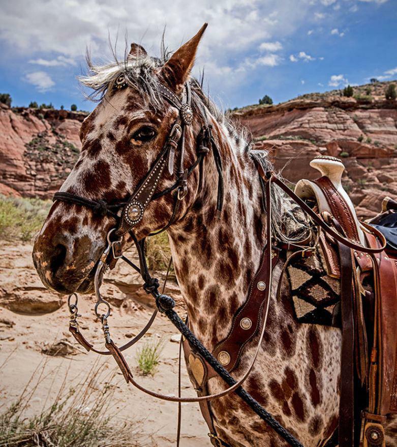 An Leopard Appaloosa