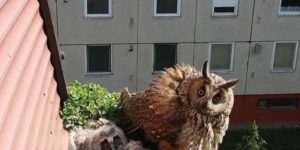 Who TF are you? – Owl family, probably