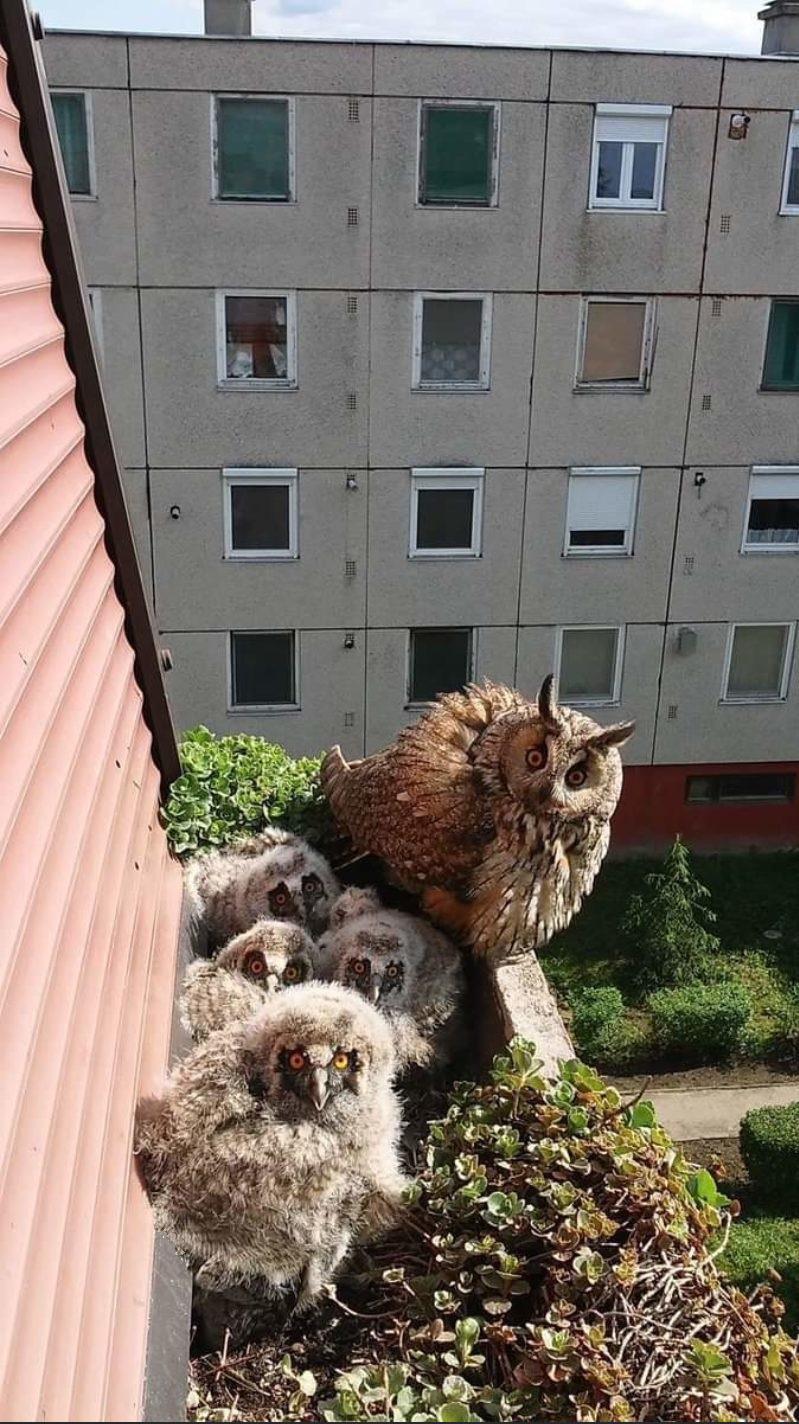 Who TF are you? - Owl family, probably